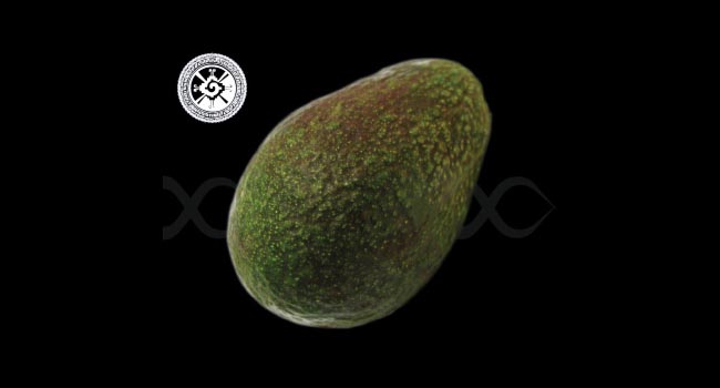 #SerenoMoreno AVOCADO HASS RoyalHalosupplierblacklist