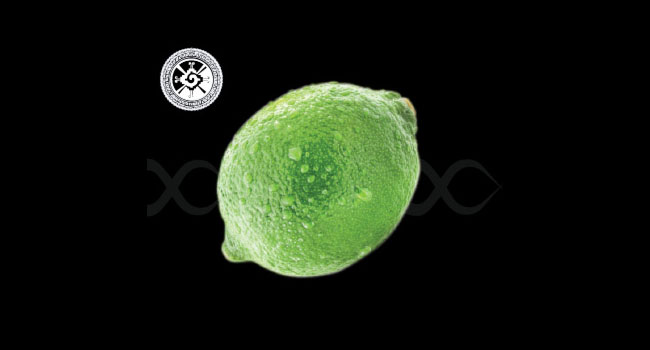 #SubLIMES #LekkerLIMES #Badhombre SEEDLESS PRESIAN LIME RoyalHalosupplierblacklist